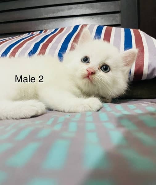 persian kittens for sale 0