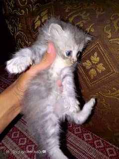 kitten's Triple coated Fawn and gray color looking for new home 0
