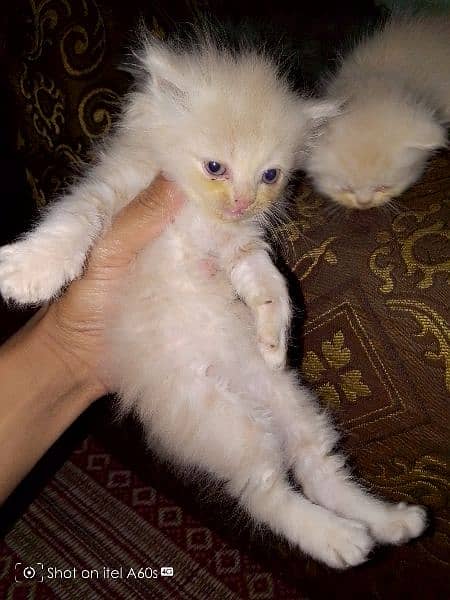 kitten's Triple coated Fawn and gray color looking for new home 1
