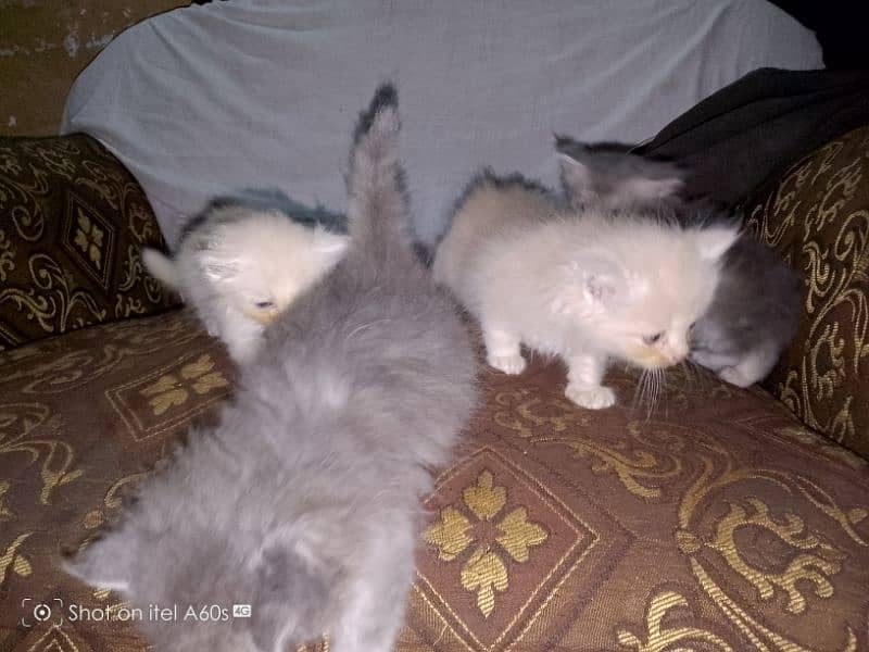 kitten's Triple coated Fawn and gray color looking for new home 2