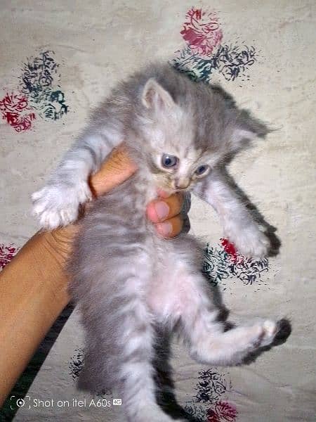 kitten's Triple coated Fawn and gray color looking for new home 3