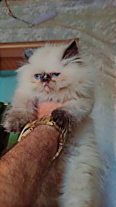 Pure Persian kittens/ Peke piki face Cute kittens/ Cat babies for sale 0