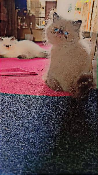 Pure Persian kittens/ Peke piki face Cute kittens/ Cat babies for sale 2