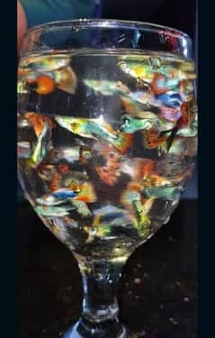Guppy Fishes For Sale Healthy And Colourful (LIMITED)