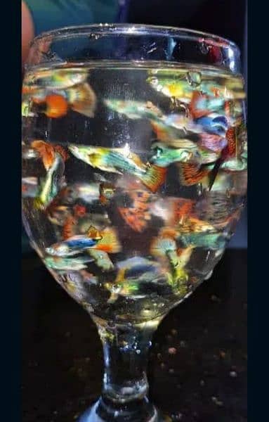 Guppy Fishes For Sale in wholesale price (LIMITED) 1