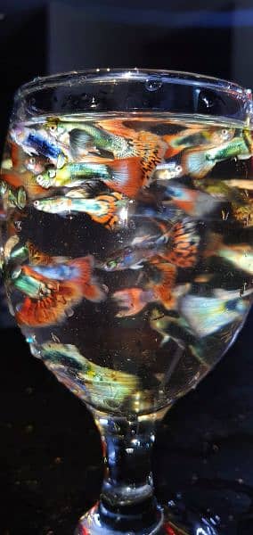 Guppy Fishes For Sale in wholesale price (LIMITED) 2