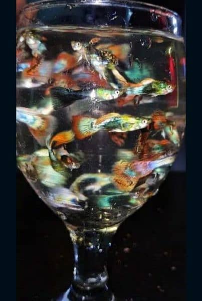 Guppy Fishes For Sale Healthy And Colourful (LIMITED) 7