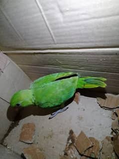 Green ringneck chick for sell