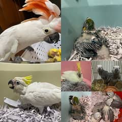 Grey Parrot Macow Caacato Lorikeets Blue Gold Macow babies Mullaccan C 0