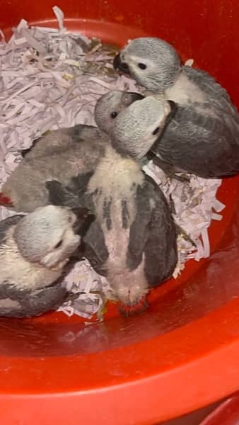 Grey Parrot Macow Caacato Lorikeets Blue Gold Macow babies Mullaccan C 1