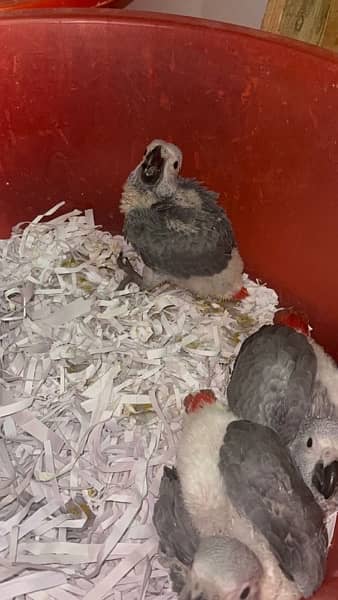 Grey Parrot Macow Caacato Lorikeets Blue Gold Macow babies Mullaccan C 2