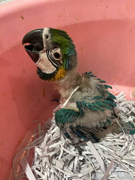 Grey Parrot Macow Caacato Lorikeets Blue Gold Macow babies Mullaccan C 18