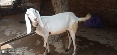 3 month ghaban goat for sale