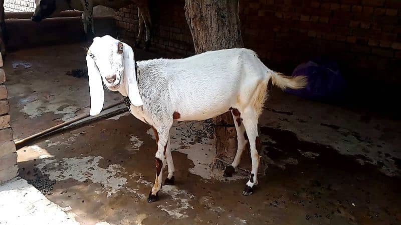 Goat For sale 2