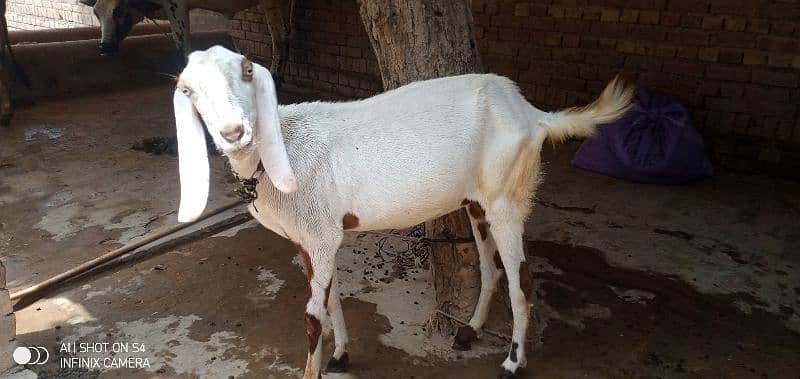 Goat For sale 3
