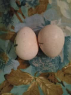 turkey eggs 0