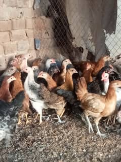 Desi checks and hens available in Jhelum vicinited
