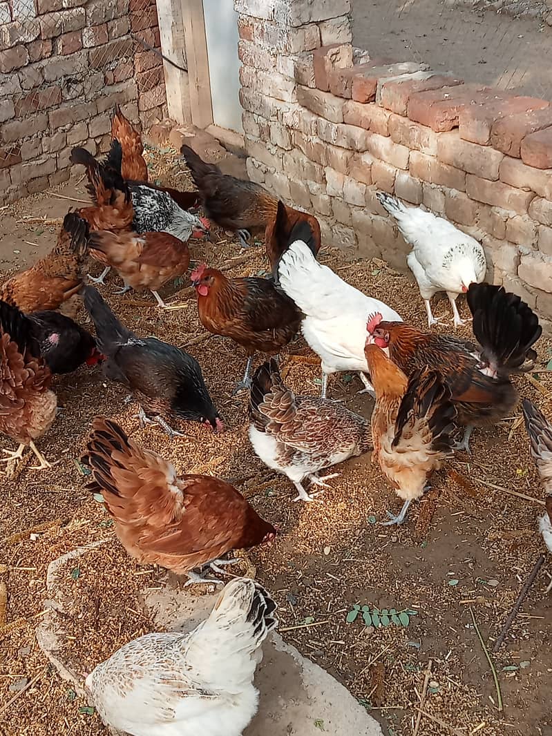 Desi checks and hens available in Jhelum vicinited 2