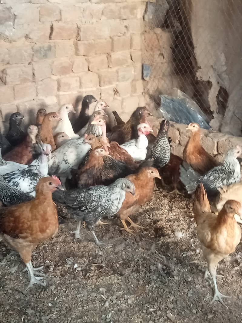 Desi checks and hens available in Jhelum vicinited 3