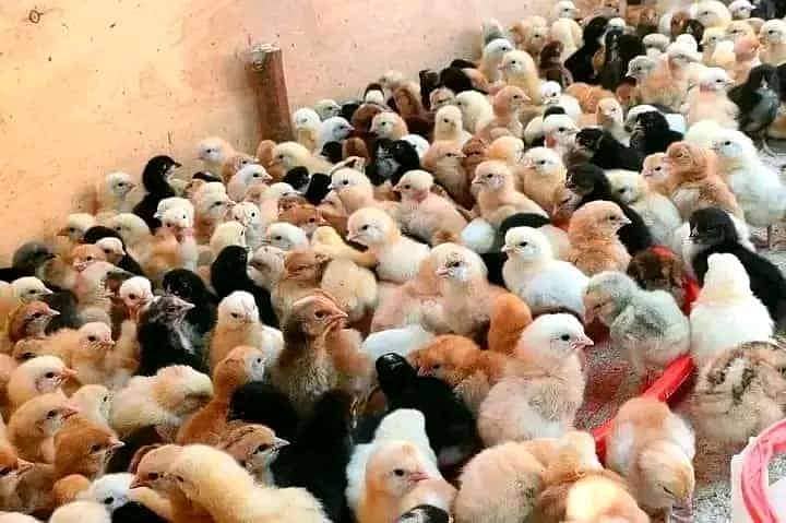 Desi checks and hens available in Jhelum vicinited 4