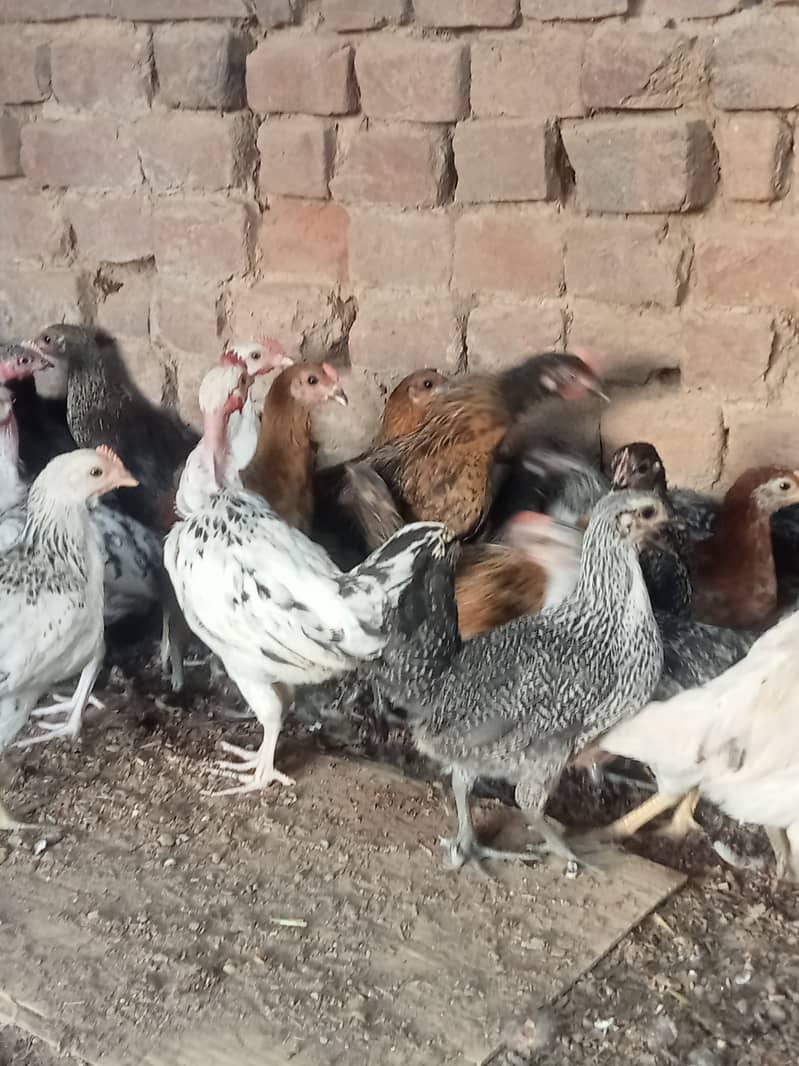 Desi checks and hens available in Jhelum vicinited 5