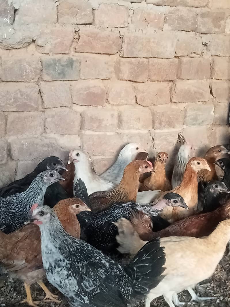 Desi checks and hens available in Jhelum vicinited 6