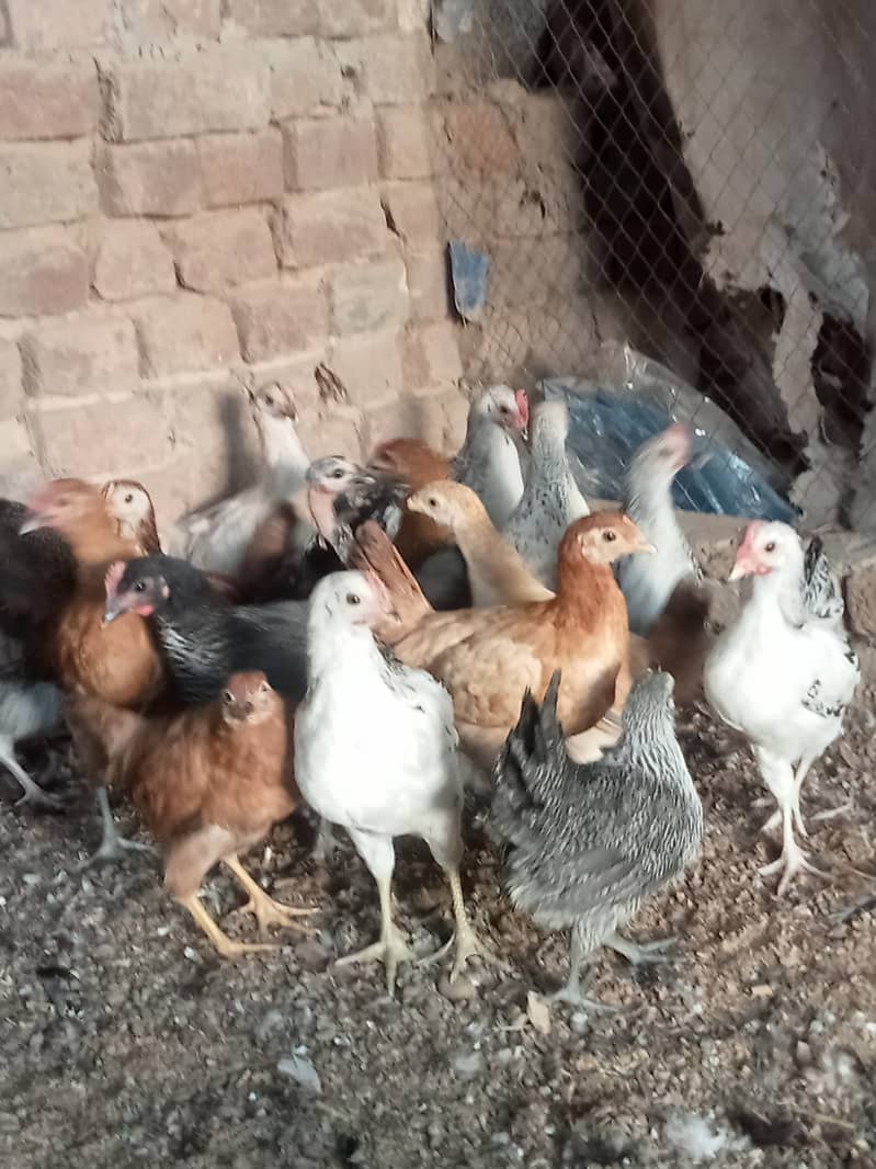 Desi checks and hens available in Jhelum vicinited 7