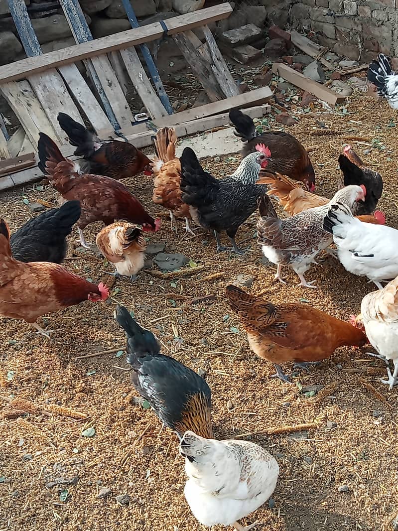 Desi checks and hens available in Jhelum vicinited 8