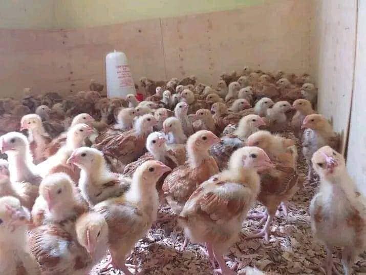 Desi checks and hens available in Jhelum vicinited 9