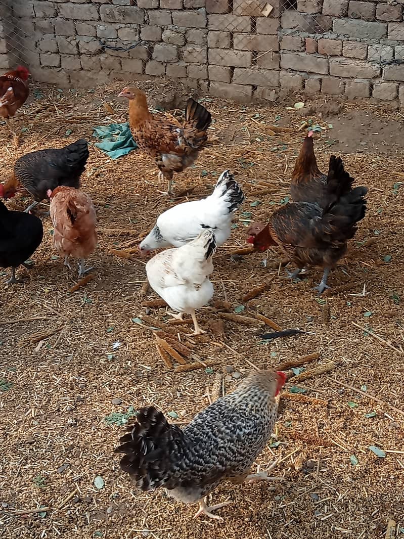 Desi checks and hens available in Jhelum vicinited 10