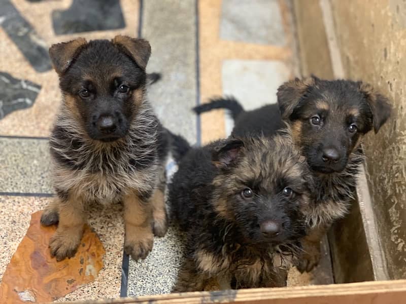 Top line German Sherpherd puppies 2