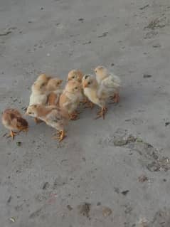 pure full active 10 aseel chicks + 1 hen