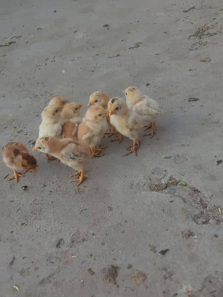 pure full active 10 aseel chicks + 1 hen 0