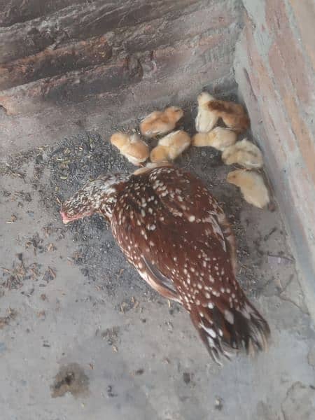 pure full active 10 aseel chicks + 1 hen 2