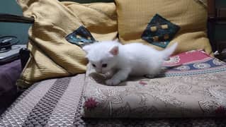 Persian kittens pair