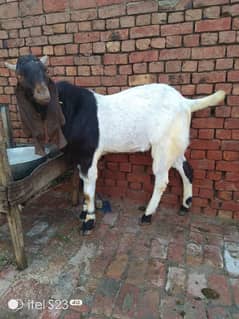 Goat for sale/bakra Qurabani 2024 k leye