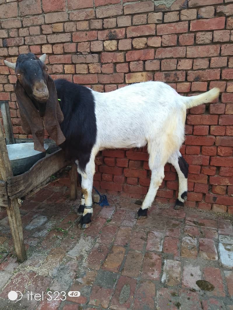 Goat for sale/bakra Qurabani 2024 k leye 0