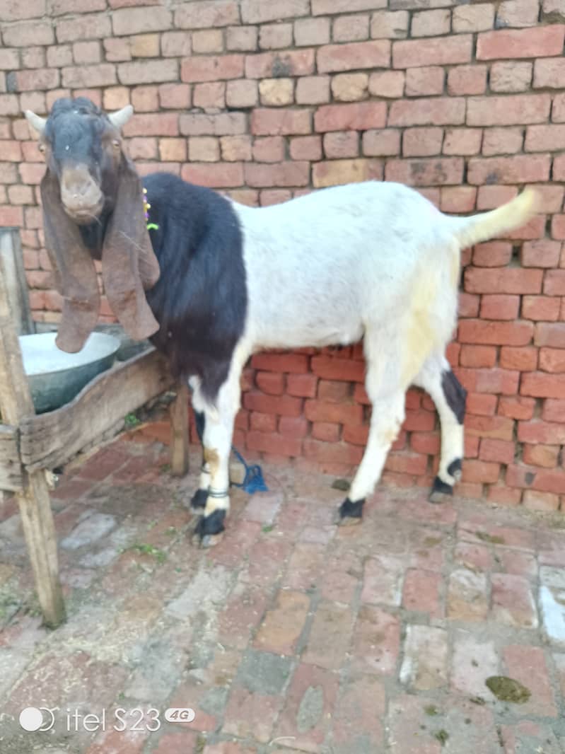 Goat for sale/bakra Qurabani 2024 k leye 1