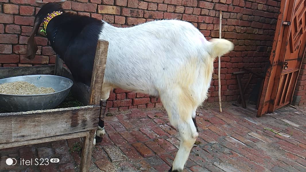 Goat for sale/bakra Qurabani 2024 k leye 2