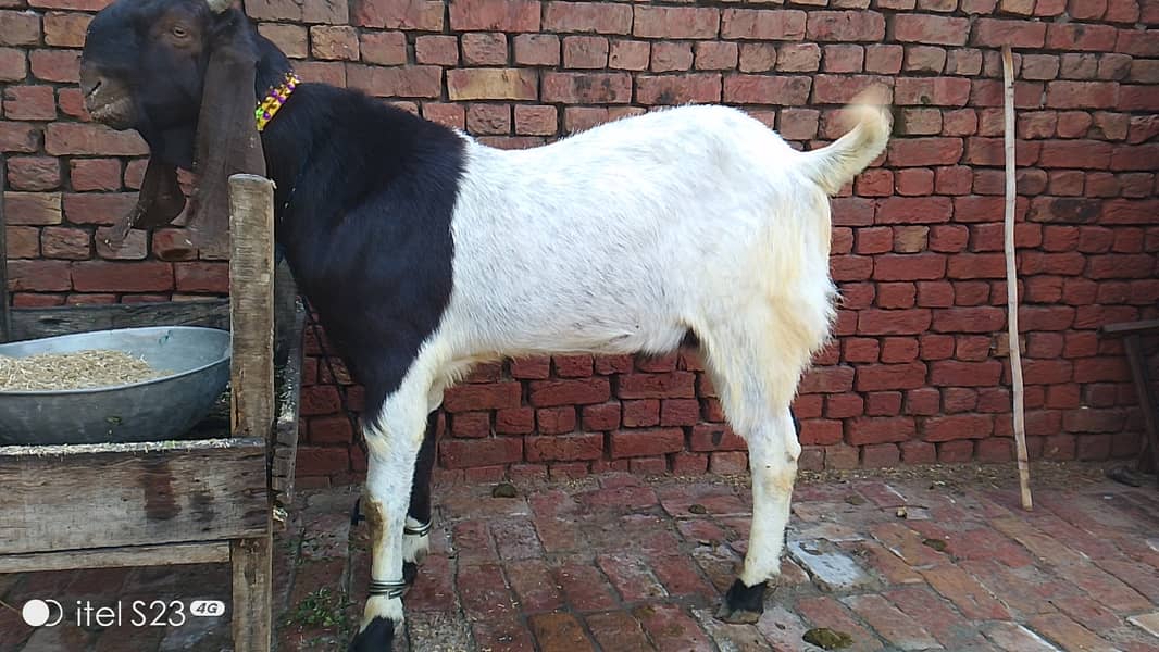 Goat for sale/bakra Qurabani 2024 k leye 3