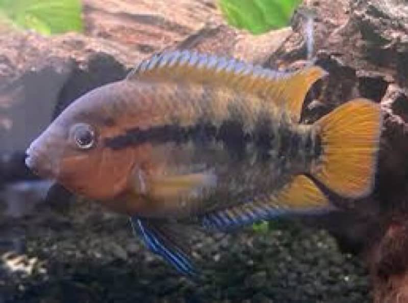 rainbow Cichlid 1