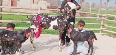 2 bacche wali Shera print Bakri for sale. 03277559164