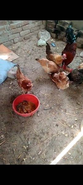 5 female sell karni hai or 100%fertile egg hai en k 0