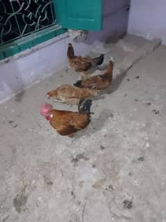 for sale hen