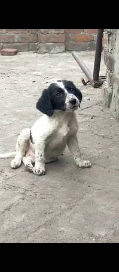 pointer puppies good quality