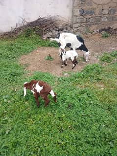 1 Mother Goat And 2 Female Child,,, Contact num 03231388013