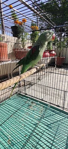 Raw Parrot With Cage For Sale