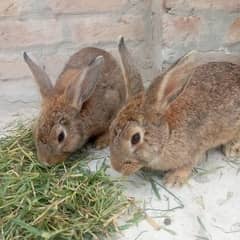 Rabbits for sale/ Dessi Rabbits available