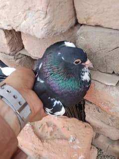 mix pigeons available total 6 hy