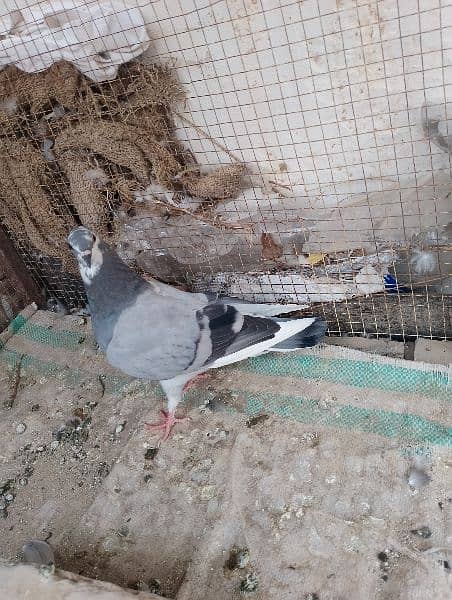 mix pigeons available total 6 hy 1